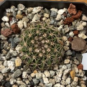 Photo of the plant species Wigginsia Erinacea by @ManyEspostoa named Prince on Greg, the plant care app