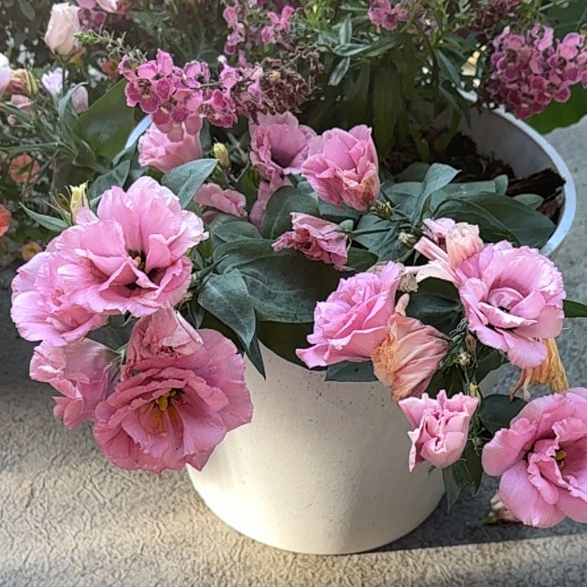 Photo of the plant species Rhododendron by @KeenFynbosaloe named Doja Cat on Greg, the plant care app