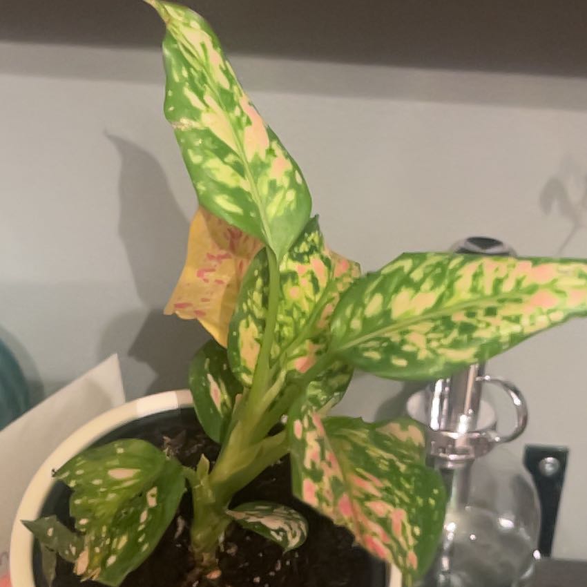 Photo of the plant species Chinese Evergreen Hot Pink Valentine Wishes by @CivicNinebark named Claire on Greg, the plant care app