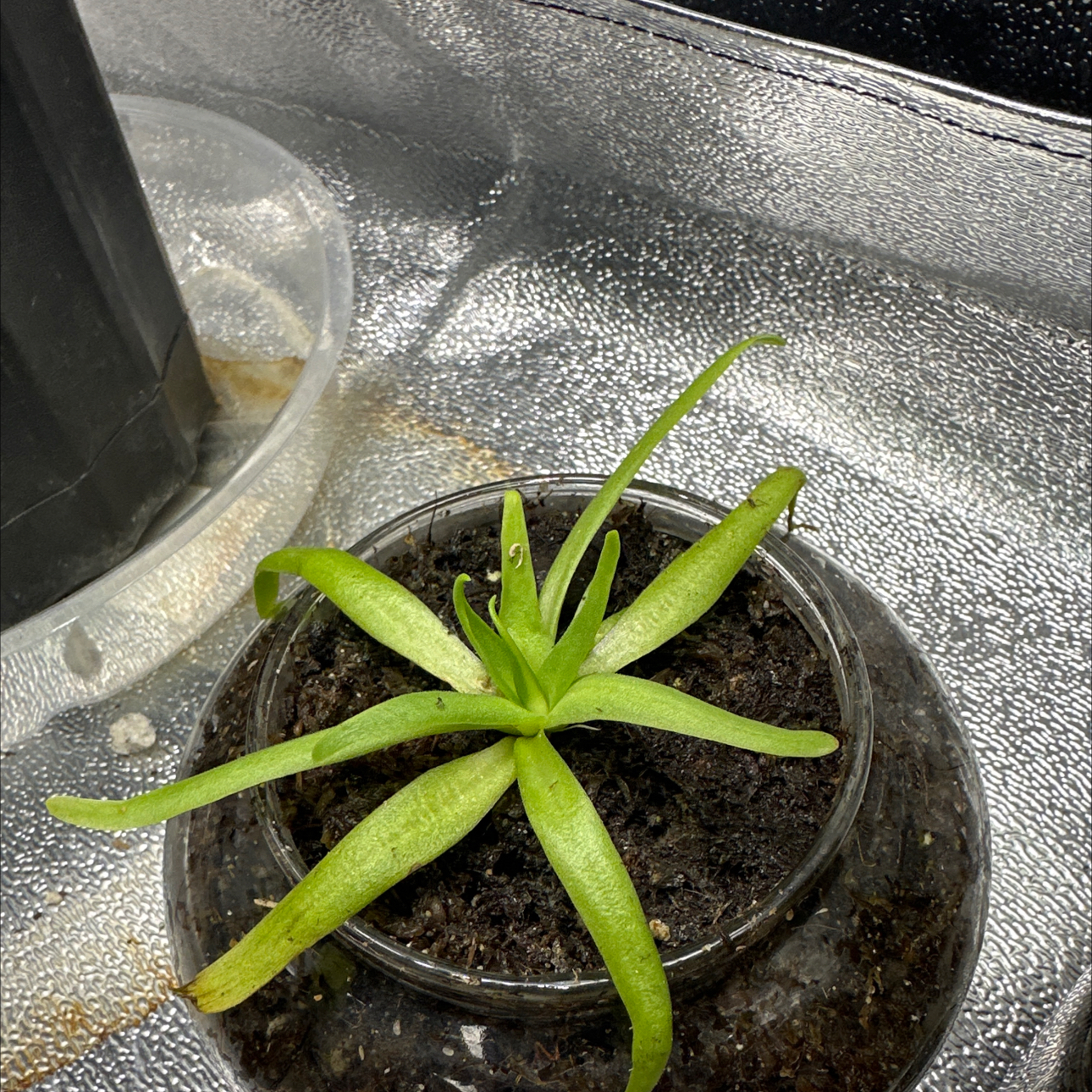 Photo of the plant species Pinguicula moctezumae by @TreeHugs named Elina on Greg, the plant care app