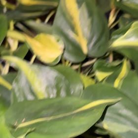 Photo of the plant species Brazil Philodendron by @TreeHugs named Winston on Greg, the plant care app