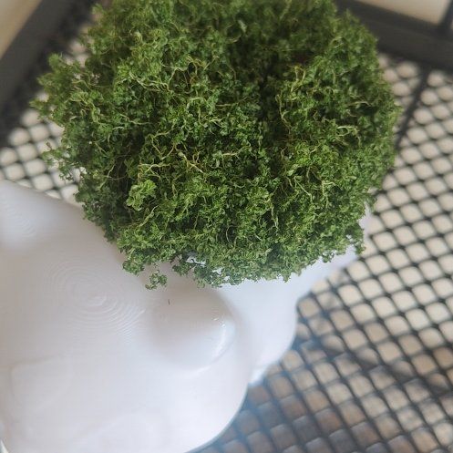 Photo of the plant species Meadow Spikemoss by @NewSpiderorchid named Fernie Mercury on Greg, the plant care app
