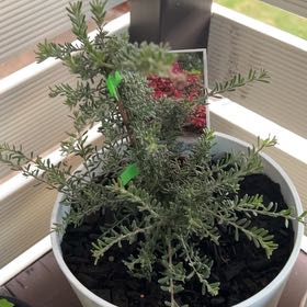 Photo of the plant species Lavender Grevillea by @MrSkuxxDeluxe named Tree Diddy on Greg, the plant care app