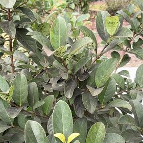 Photo of the plant species Sweet Arrowwood by @GlossySeastock named Lebron on Greg, the plant care app