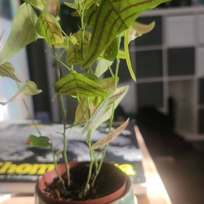 Photo of the plant species Swallowtail Plant by @Blacksage named Psyche on Greg, the plant care app