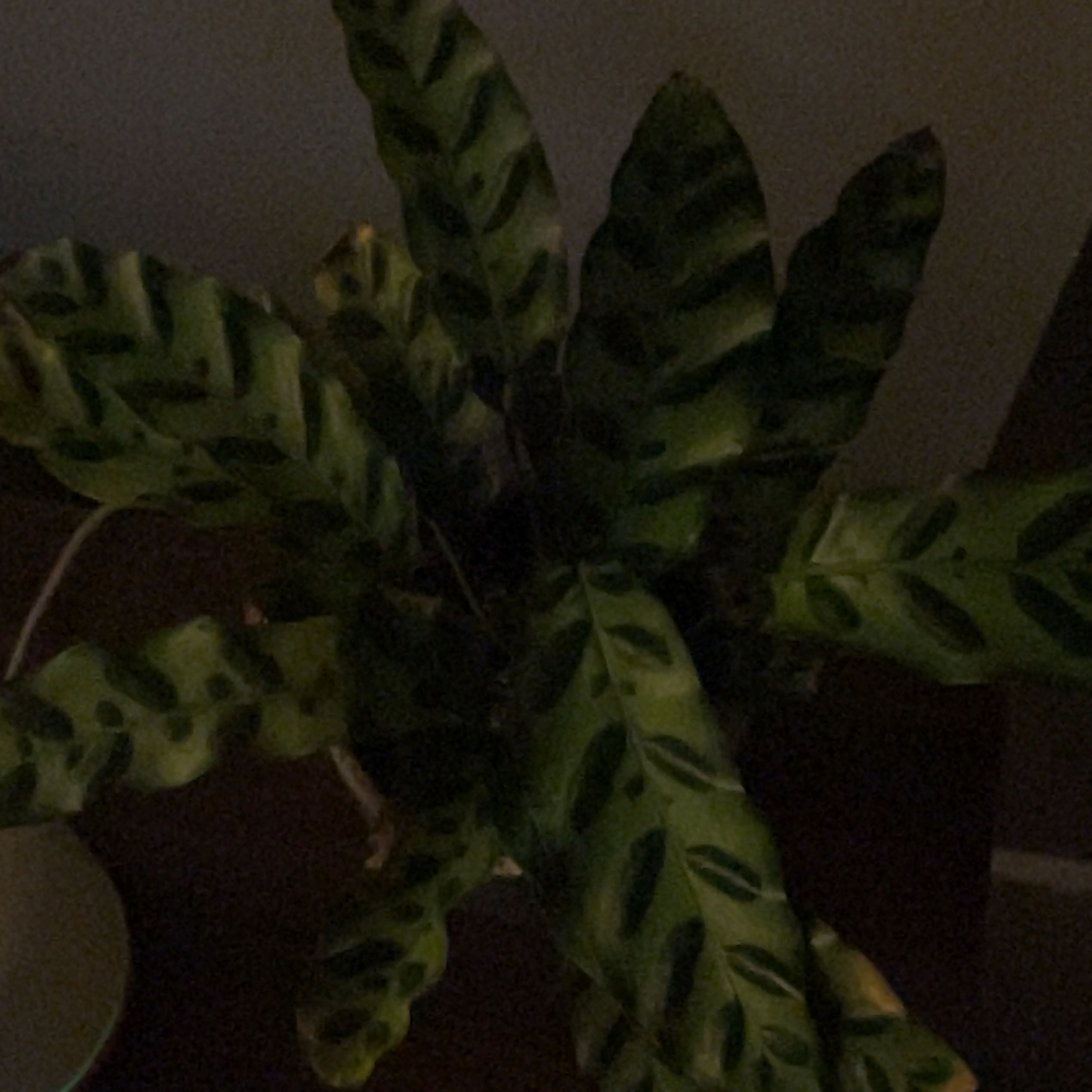 Apollo