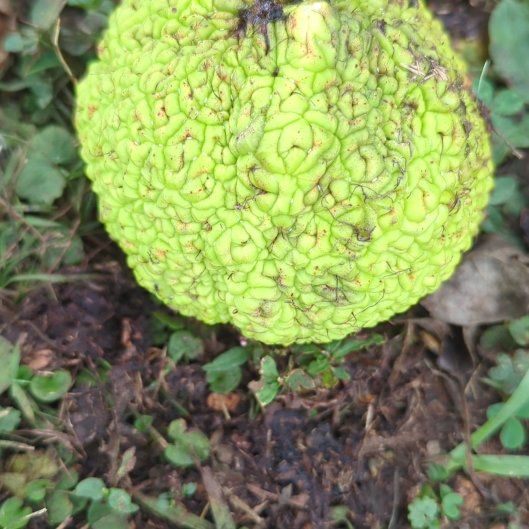Photo of the plant species Horse-Apple by @CentralCoccoon named Tolkien on Greg, the plant care app