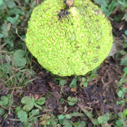Photo of the plant species Horse-Apple by @CentralCoccoon named Rainier on Greg, the plant care app