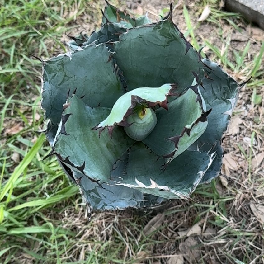 Photo of the plant species Agave titanota 'Black and Blue' by @DeanCarpetsedum named Sanders on Greg, the plant care app