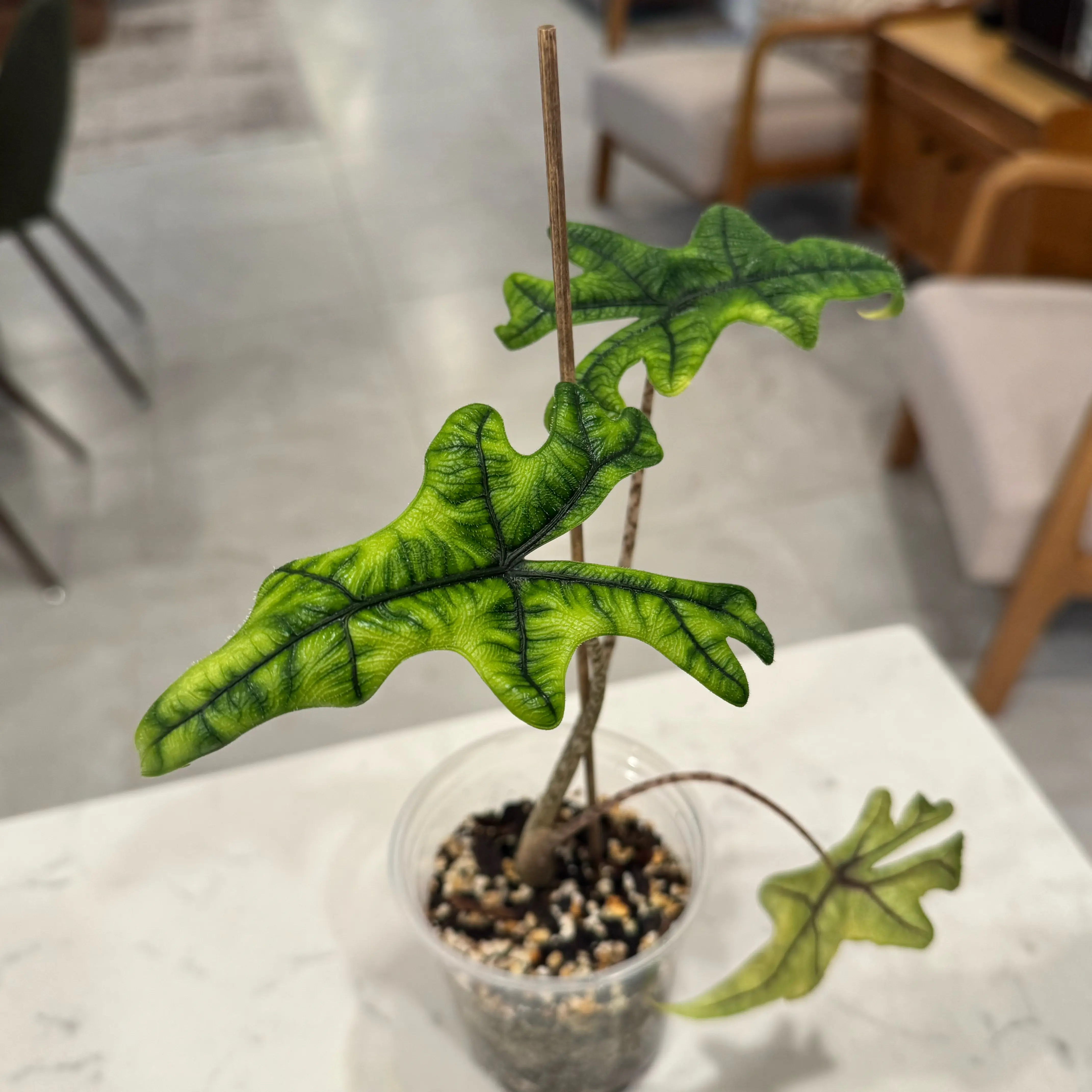 Photo of the plant species Alocasia Tundurusa by @FiggySmalls named Kala on Greg, the plant care app