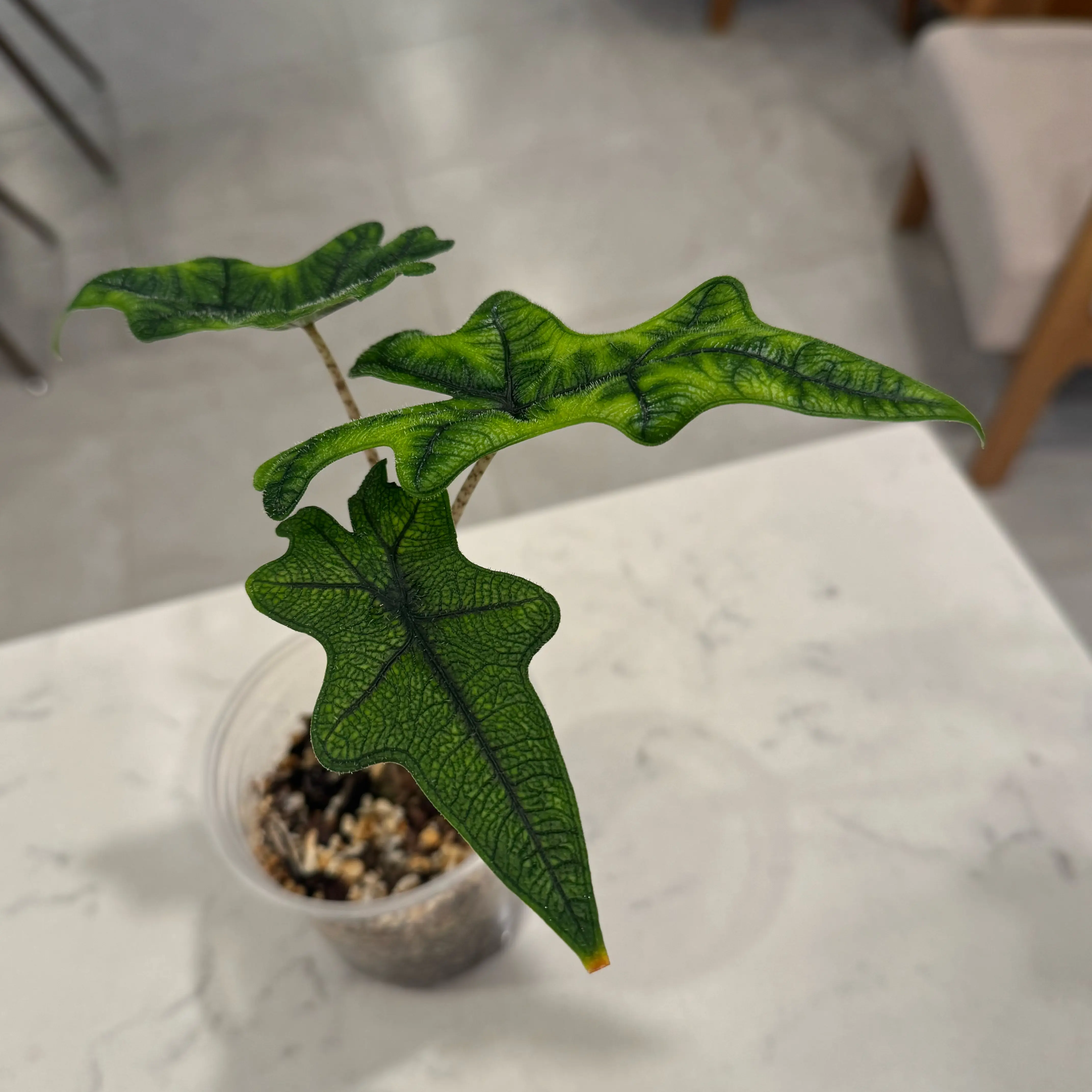 Photo of the plant species alocasia jacklyn by @FiggySmalls named Dax on Greg, the plant care app