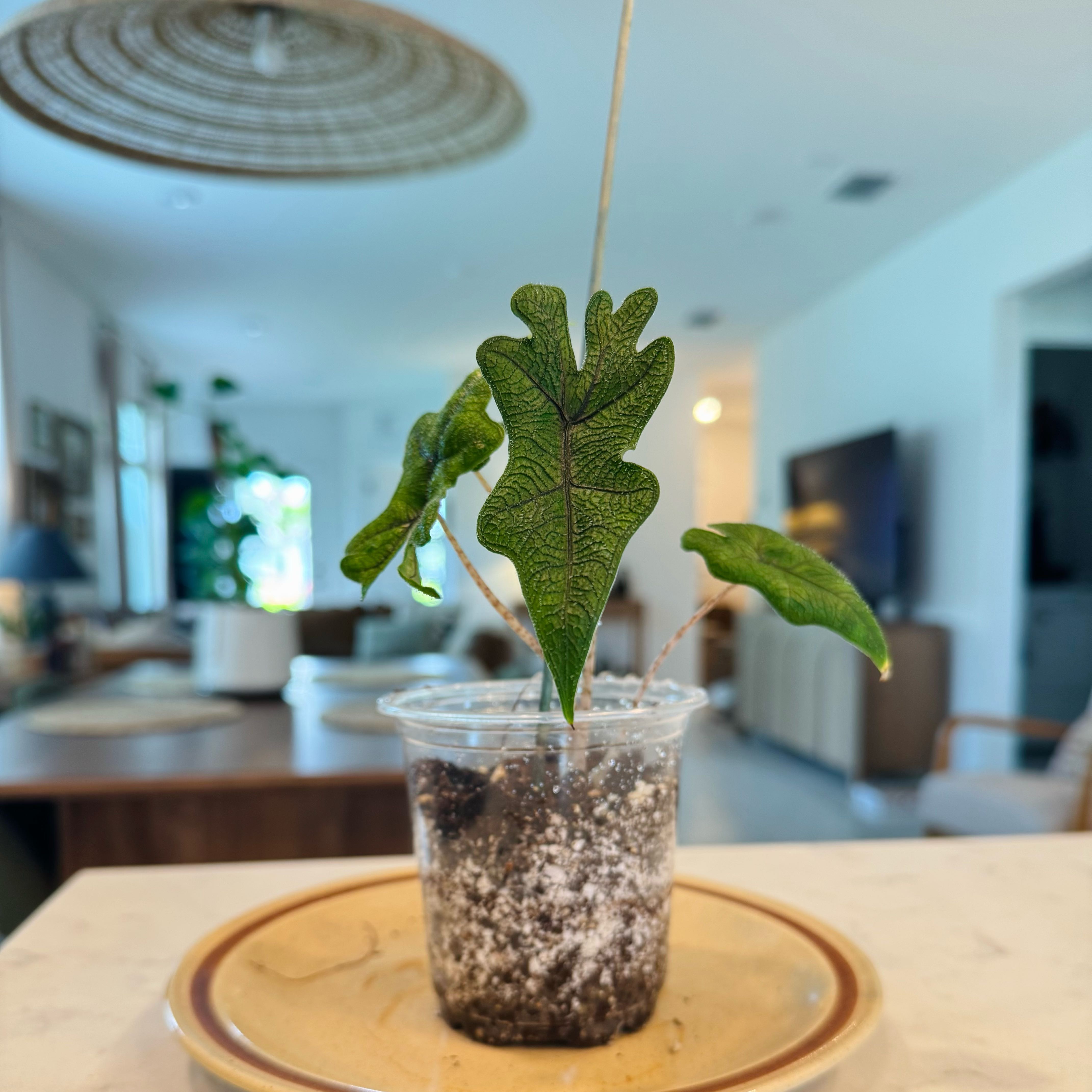 Photo of the plant species Alocasia Tundurusa by @FiggySmalls named Kala on Greg, the plant care app