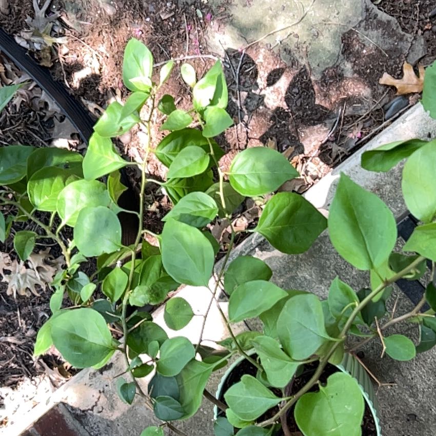 Photo of the plant species Barbara Karst Bougainvillea by @TopdogRhodotus named Surya on Greg, the plant care app