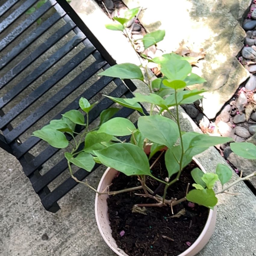 Photo of the plant species Barbara Karst Bougainvillea by @TopdogRhodotus named Foxxy on Greg, the plant care app