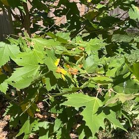 Photo of the plant species Oriental Plane Tree by @HeroicHedera named Planty on Greg, the plant care app