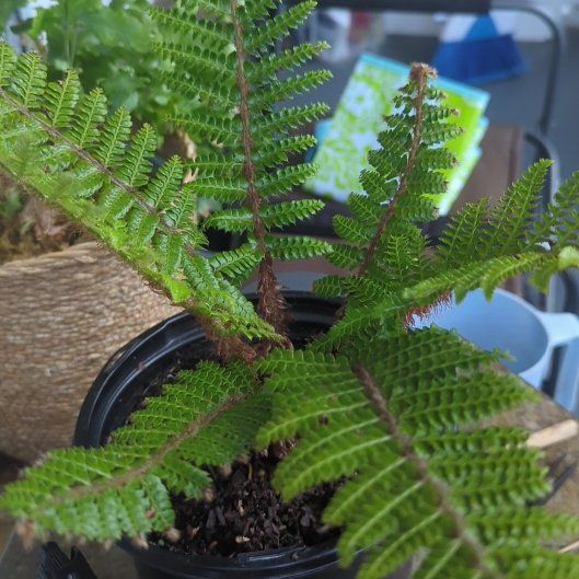 Photo of the plant species Japanese Lace Fern by @GiddyMinikitty named Messi on Greg, the plant care app