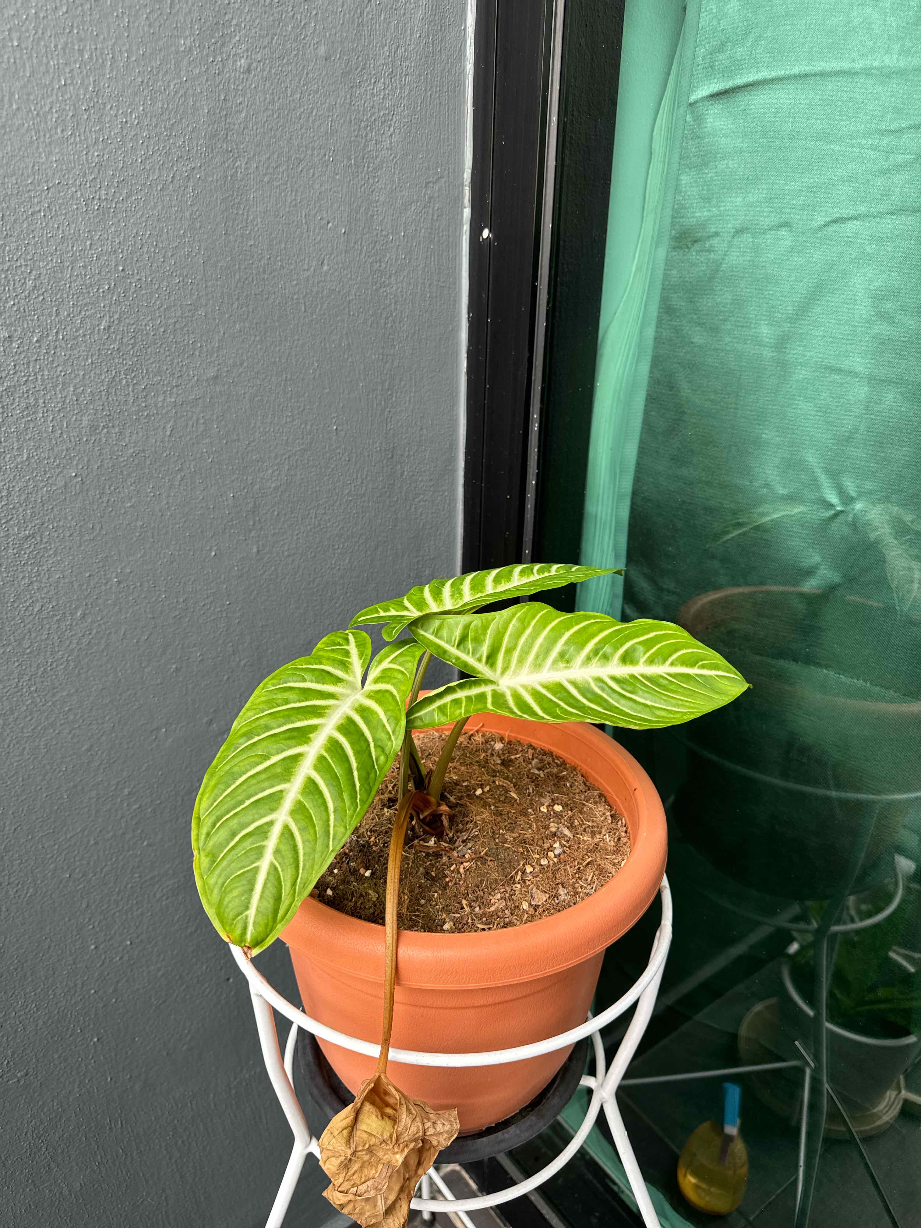 Treeyoncé | A plant by @MyGreenThumb on Greg