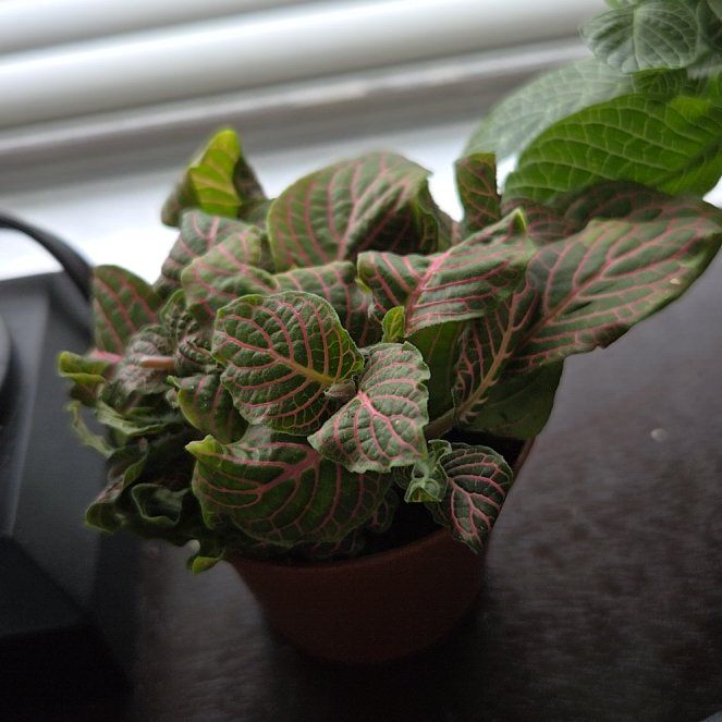 Photo of the plant species Fittonia Mini by @EagerAzurebluet named Apollo on Greg, the plant care app
