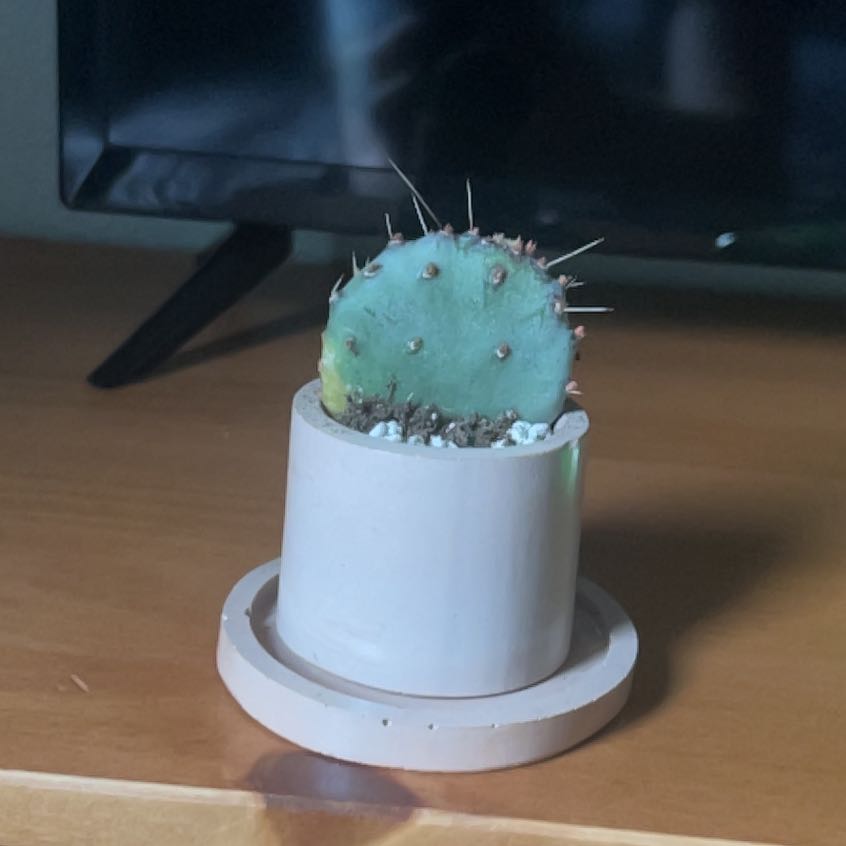 Photo of the plant species Opuntia 'Baby Rita' by @BusyPalominocup named Rita on Greg, the plant care app