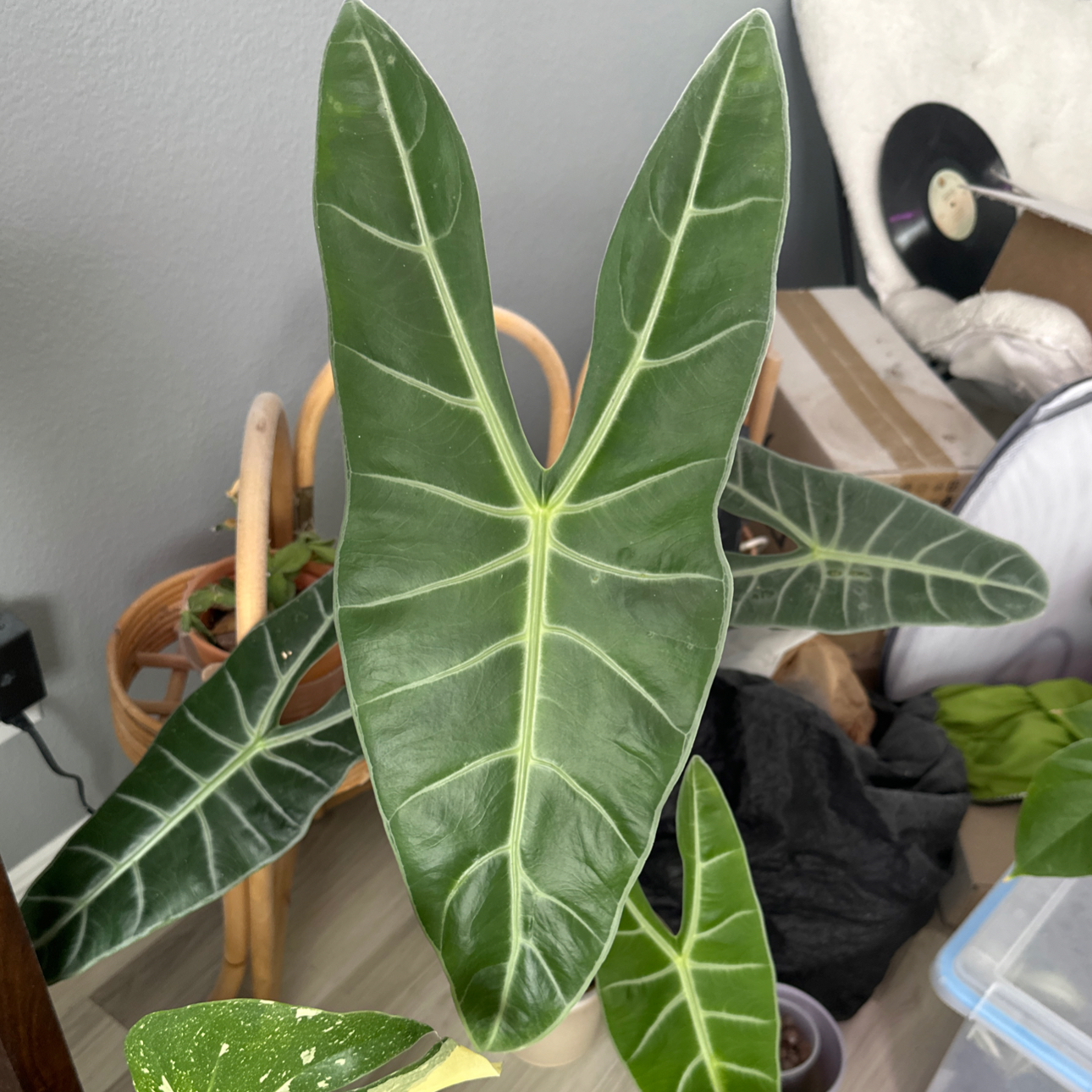 Photo of the plant species Alocasia longiloba 'Mythic' by @Kapuac named Hamilton on Greg, the plant care app