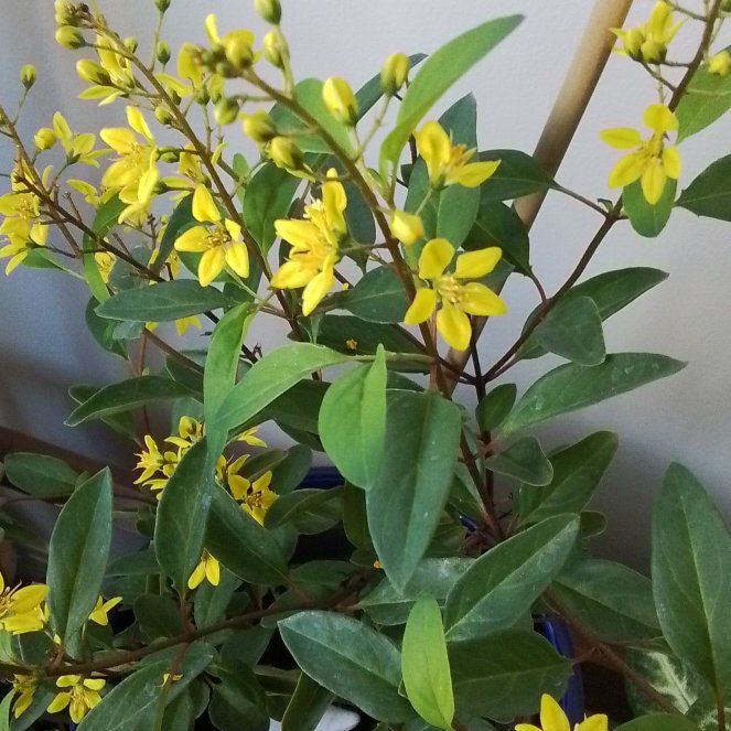 Photo of the plant species gold shower by @AthleticDyebush named Mia on Greg, the plant care app