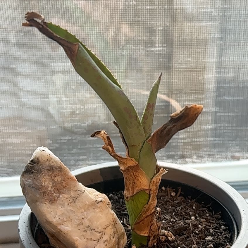 Photo of the plant species Mangave 'Mission to Mars' by @PoshGlueseed named Gregarious on Greg, the plant care app