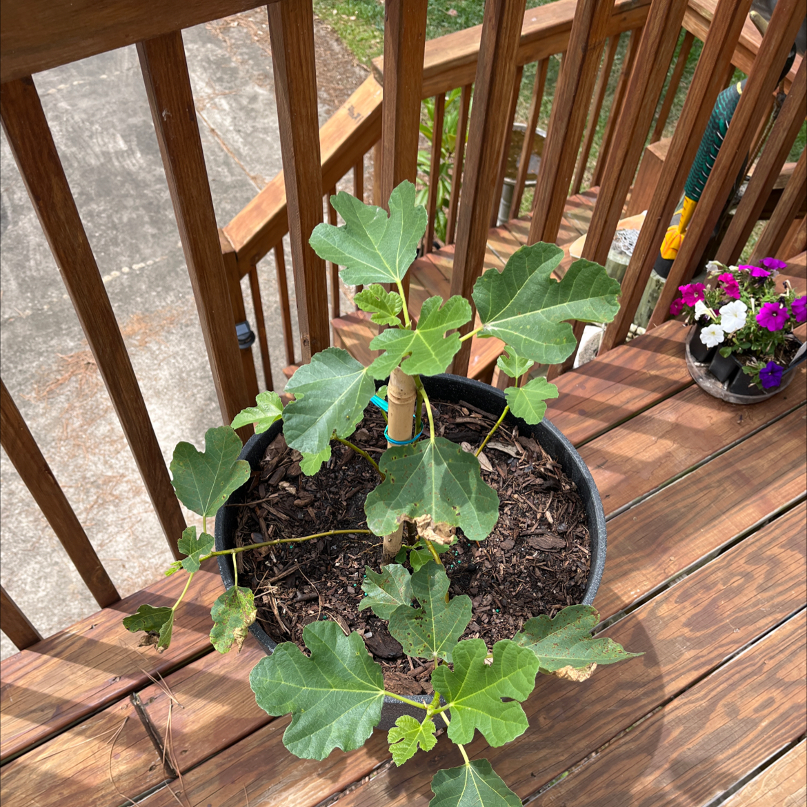 Photo of the plant species Violette De Bordeaux Fig by @PerchOfParadise named Violette on Greg, the plant care app