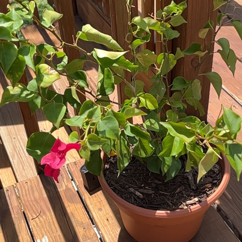 Photo of the plant species Barbara Karst Bougainvillea by @PerchOfParadise named Barbara on Greg, the plant care app
