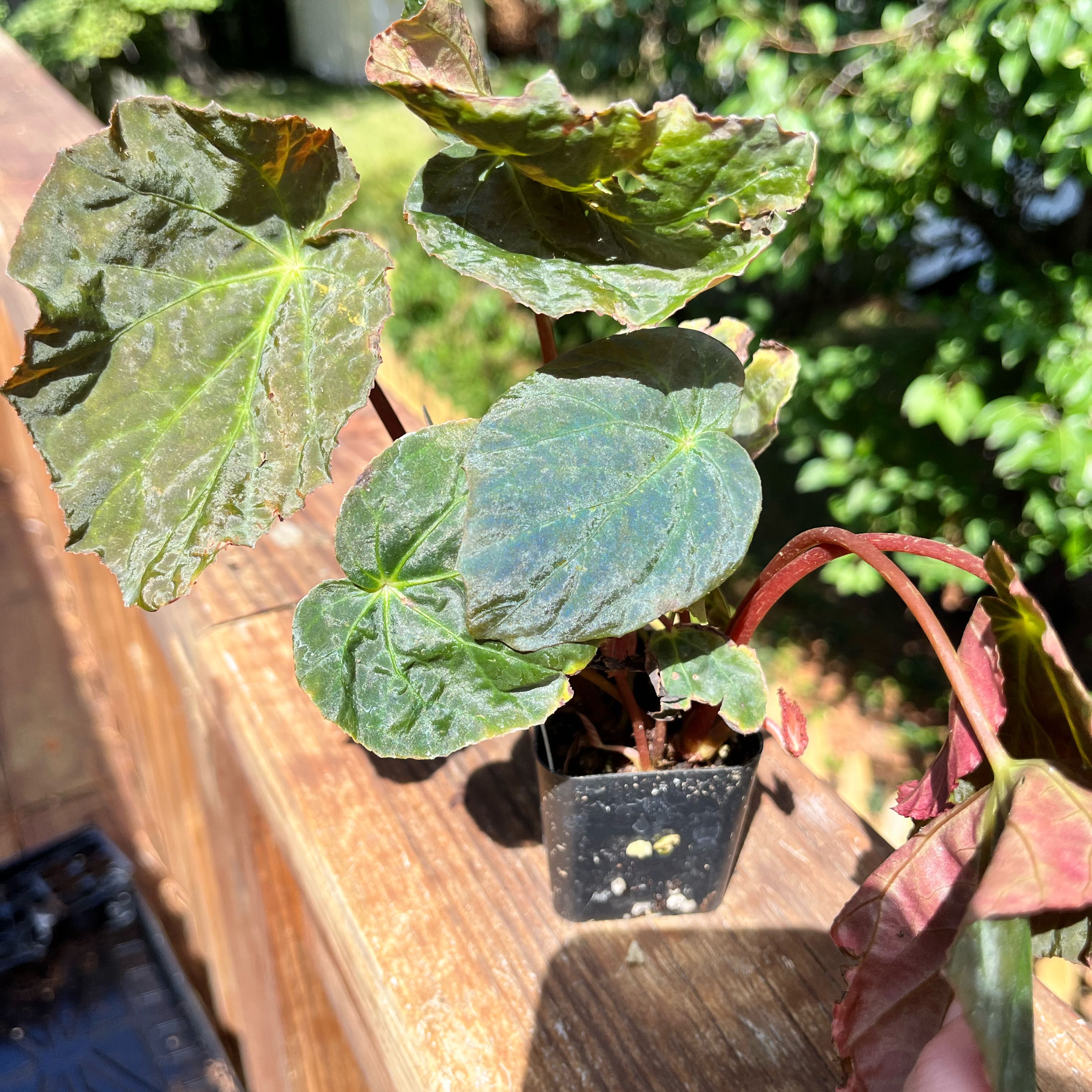Photo of the plant species Peacock Begonia by @PerchOfParadise named Peacock Begoina on Greg, the plant care app