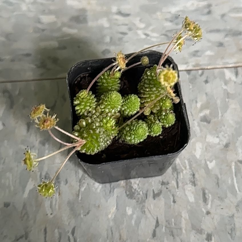 Photo of the plant species Monanthes polyphylla by @ZanyMuhlygrass named Eva on Greg, the plant care app