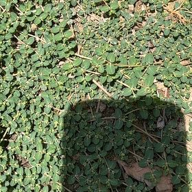 Photo of the plant species Creeping Spurge by @Findingneo named Matted Sandmat on Greg, the plant care app
