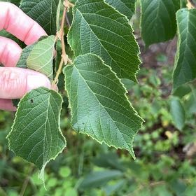 Photo of the plant species American Hazelnut by @SublimeRedflax named Einstein on Greg, the plant care app