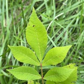 Photo of the plant species Black Hickory by @SublimeRedflax named Gaga on Greg, the plant care app