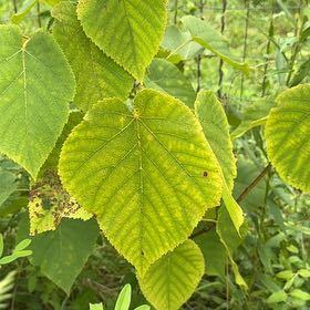 Photo of the plant species American Basswood by @SublimeRedflax named Beyonce on Greg, the plant care app