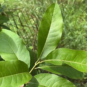 Photo of the plant species Fringetree by @SublimeRedflax named ChloroPhil on Greg, the plant care app