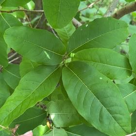 Photo of the plant species Fringetree by @SublimeRedflax named Duke on Greg, the plant care app