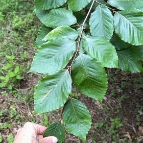 Photo of the plant species American Beech by @SublimeRedflax named Prince on Greg, the plant care app