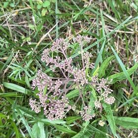 Photo of the plant species Hemp Agrimony by @SublimeRedflax named Nithin on Greg, the plant care app