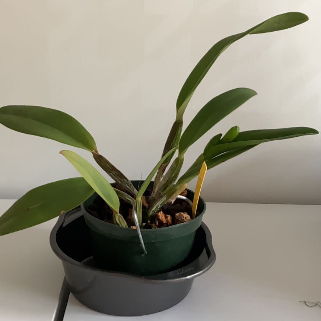 Photo of the plant species Cattleya by @NurseMyagrum named Nora on Greg, the plant care app