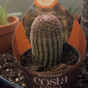Photo of the plant species Rainbow Hedgehog Cactus 'Album' by @VipPrairierose named Bieber on Greg, the plant care app