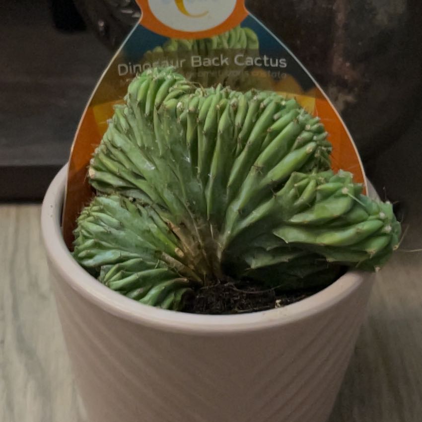 Photo of the plant species Crested Blue Flame by @VipPrairierose named Little Foot on Greg, the plant care app