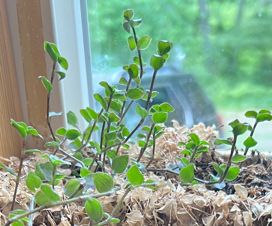 Photo of the plant species String of Turtles by @ChampPotatovine named Marley on Greg, the plant care app