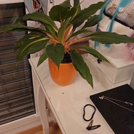 Photo of the plant species mandarin orange spider plant by @PoisedEndive named Audrey on Greg, the plant care app