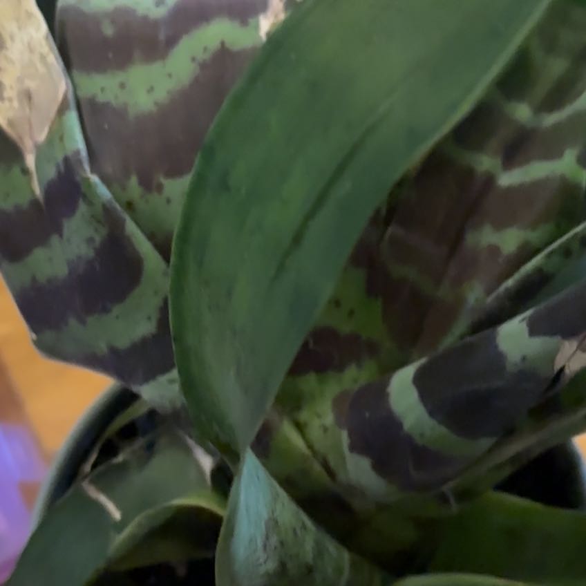 Photo of the plant species Dog Tooth Lily by @GroovyCordmoss named Bodhi on Greg, the plant care app