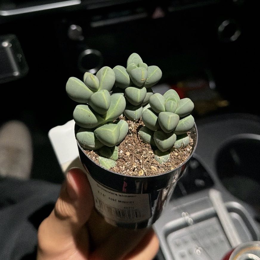 Photo of the plant species Corpuscularia by @BestCrownflower named Ice Plant on Greg, the plant care app