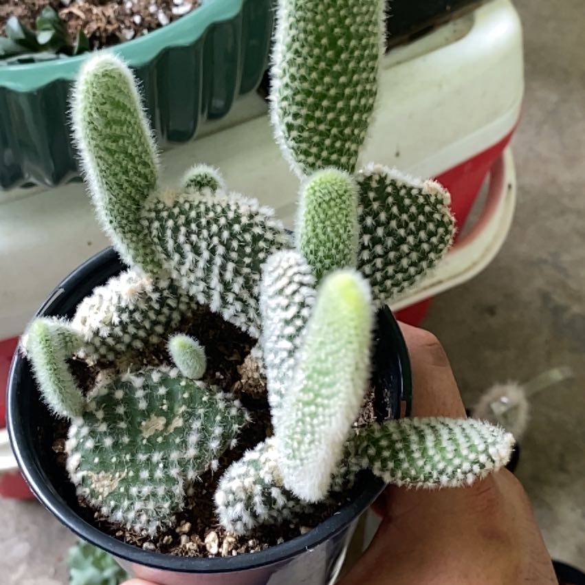 Photo of the plant species Opuntia microdasys albata by @HoneyedJicaro named Sigmund on Greg, the plant care app