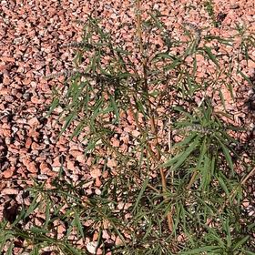 Photo of the plant species African Sumac by @EarthySeadahlia named Sahara on Greg, the plant care app