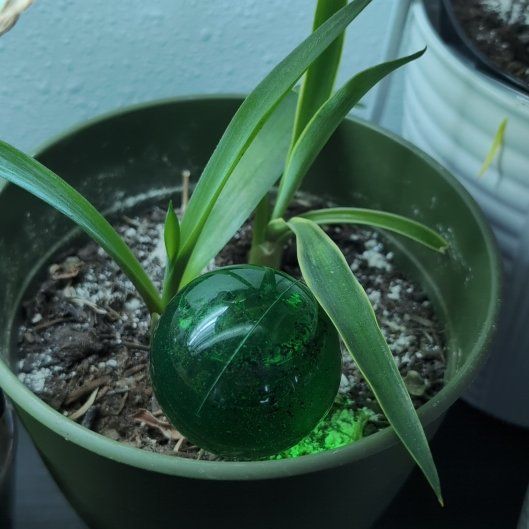 Photo of the plant species Polianthes tuberosa by @PoshMooncactus named Xena on Greg, the plant care app