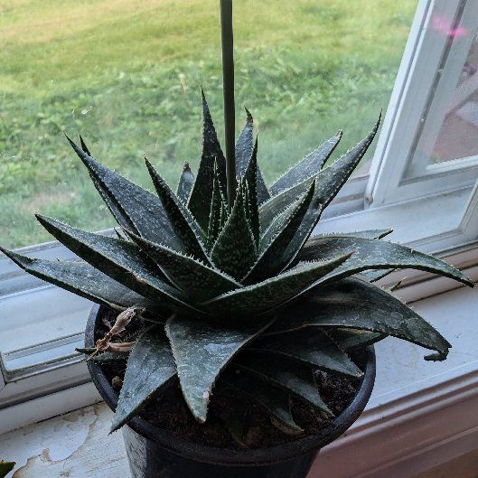 Photo of the plant species Red Hot Poker Aloe by @CheyChey named Diana on Greg, the plant care app