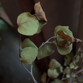 Photo of the plant species eucalyptus by @ProphetRhodotus named Fernie Mercury on Greg, the plant care app